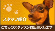 スタッフ紹介